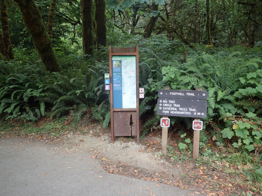 TRIP REPORT: Big Tree Loop (Cathedral Trail) – Redwood National and ...